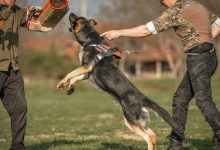 10-reasons-why-a-trained-german-shepherd-is-the-best-family-protector