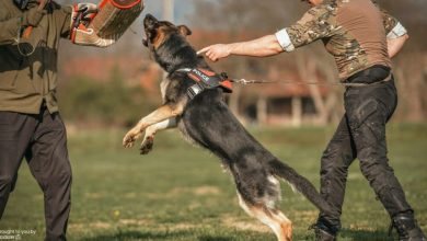 10-reasons-why-a-trained-german-shepherd-is-the-best-family-protector