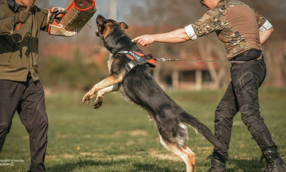 10-reasons-why-a-trained-german-shepherd-is-the-best-family-protector